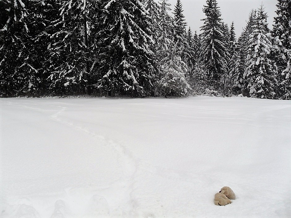 Kwoa Photo Poem 25 Introverts painful dirt - Zakopane 2010