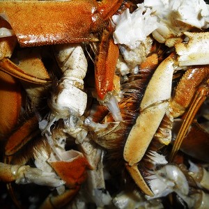 Kwoa Photo Serie - Food Texture - Cantonese steamed crab - China