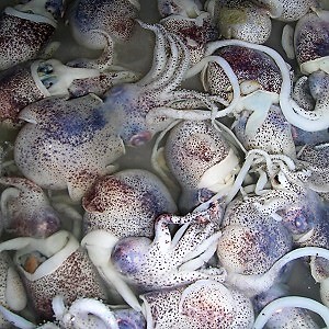Kwoa Photo Serie - Food Texture - Raw octopus - China