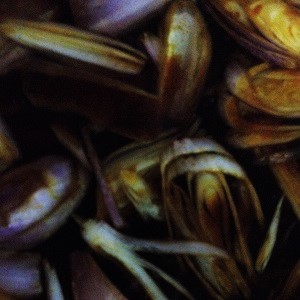 Kwoa Photo Serie - Food Texture - Spring onion vinegar sauce - China