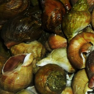 Kwoa Photo Serie - Food Texture - Steamed whelk (bulot) - France