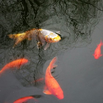 Kwoa photo series - Water close-up - Fishes breaking trees reflection mirroring over quiet pond