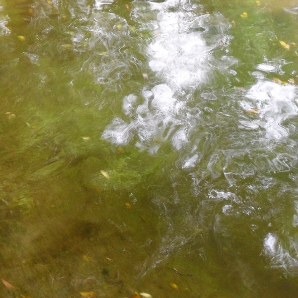 Kwoa photo series - Water close-up - Green reflection swamps