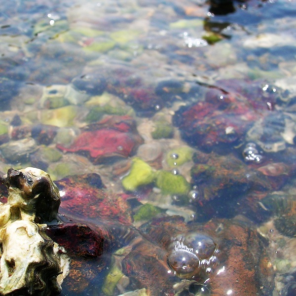 Kwoa photo series - Water close-up - Tiny oister over sea bed with slight bubbles and stone with algae
