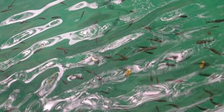 Kwoa photo series - Water close-up - Transparent water with agitated fishes swimming under
