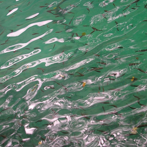 Kwoa photo series - Water close-up - Transparent water with agitated fishes swimming under
