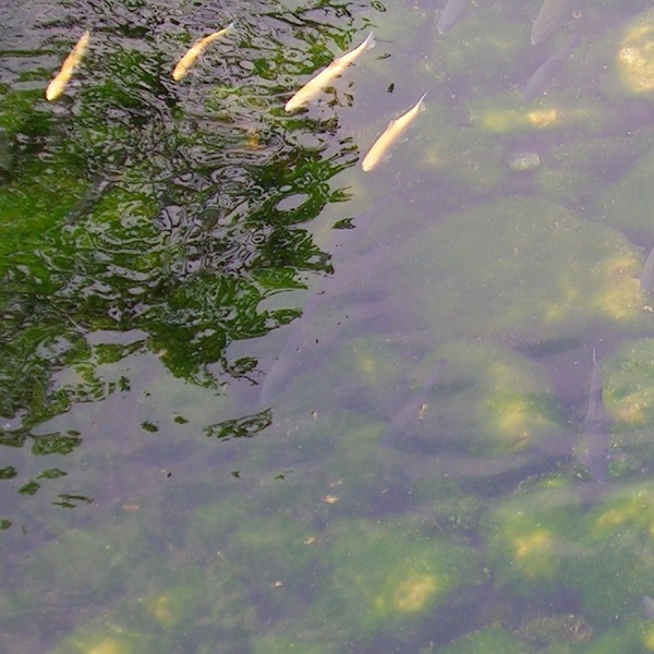 Kwoa photo series - Water close-up - Yellow and black fishes swimming in a small river with trees' refglection over